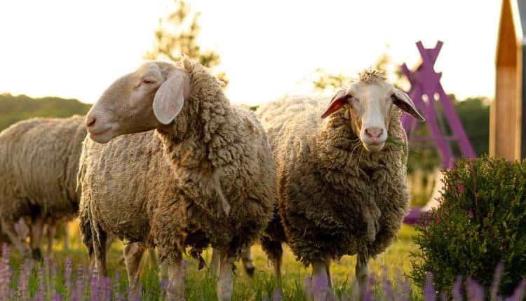 مشروع تربية الأغنام