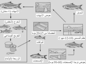 أرامكو السعودية