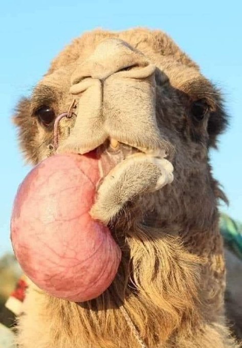 سفينة الصحراء