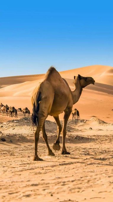 سفينة الصحراء