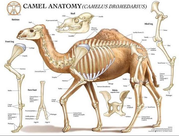 سفينة الصحراء