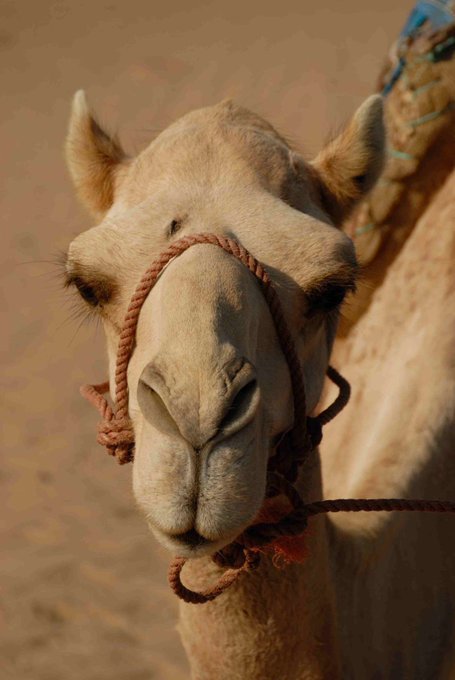 سفينة الصحراء