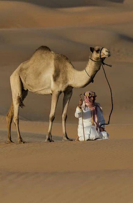 سفينة الصحراء