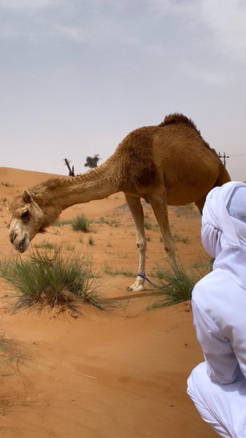 سفينة الصحراء