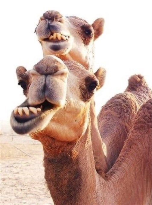 سفينة الصحراء