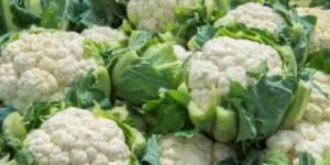 حمض اليوريك