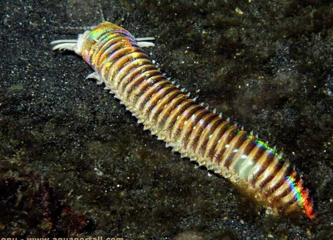 دودة البوبت (Bobbit Worm)