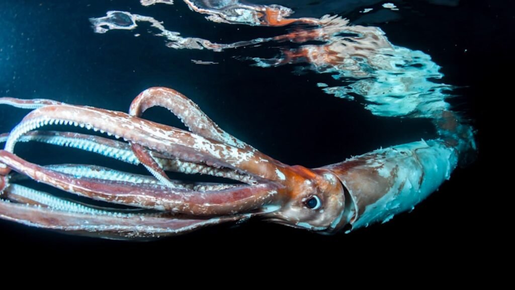 الحبار الضخم (Colossal Squid)