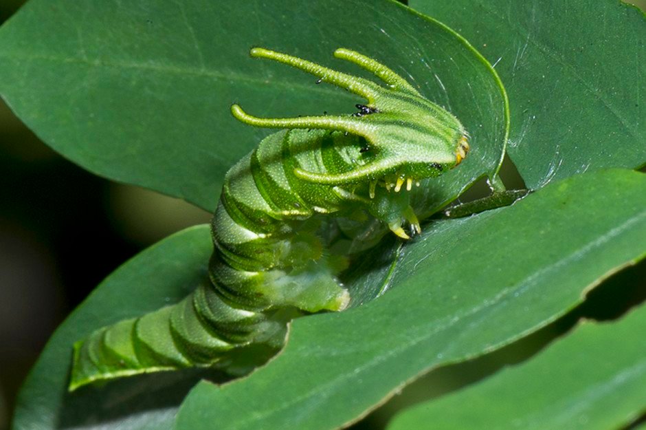 كاتربيلر برأس التنين