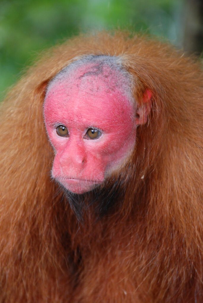 واكاري (Bald Uakari)