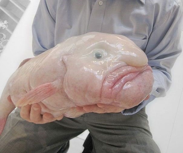 السمكة الفقاعة (BlobFish)