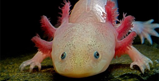 السلمندر المتجدد (Axolotl)