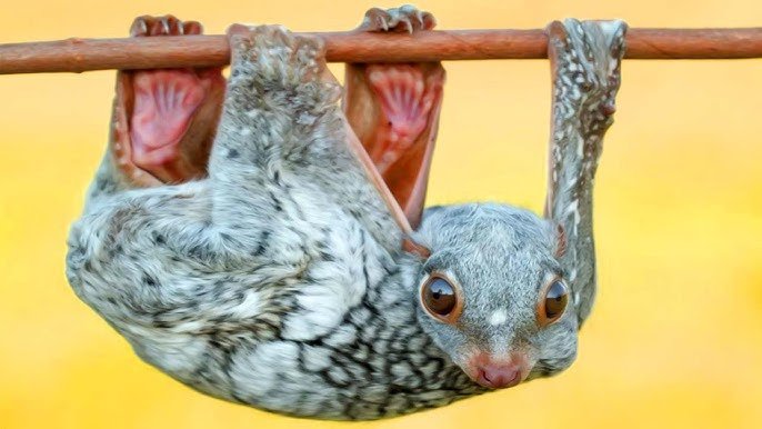 الكولوغو (الليمور الطائر) (Colugo)