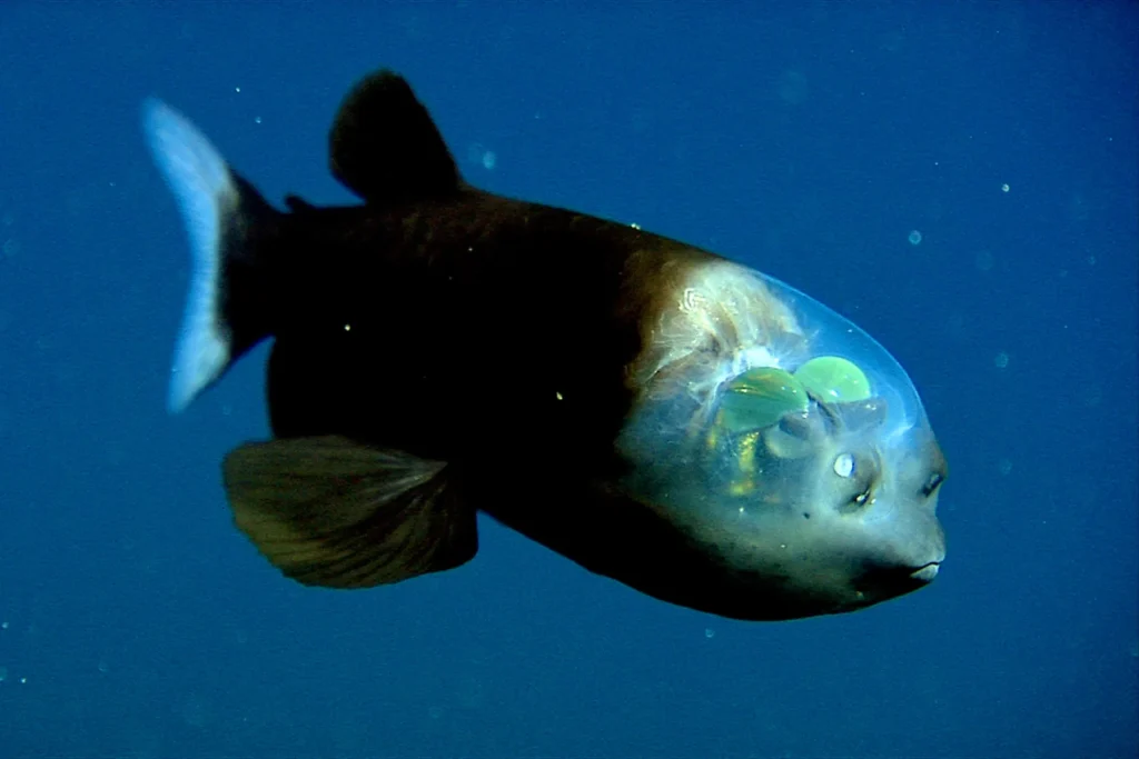 البرميلية (Barreleye Fish)