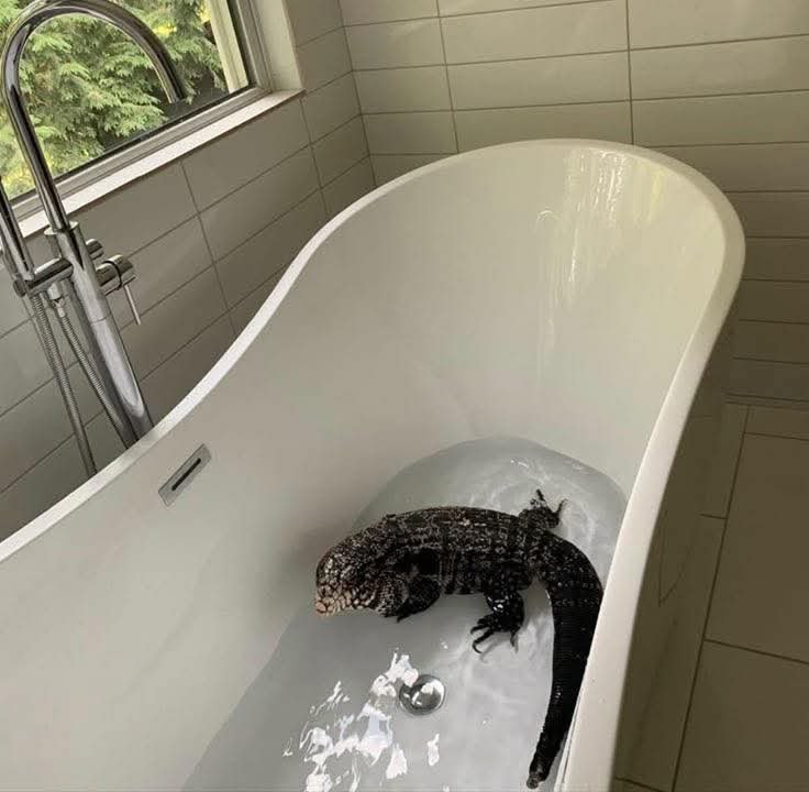 عالم الكائنات الخطرة