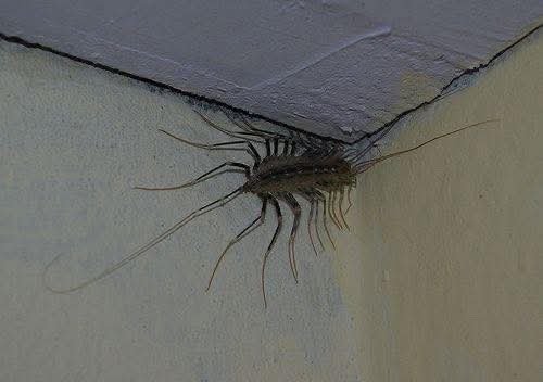 الغزو التاريخي الذي دمّر الطبيعة